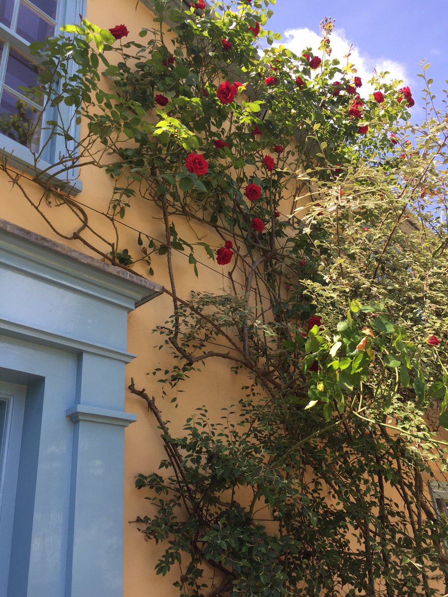 We are feeling super excited about Summer here at South Farm, lovely to see blue sky and sunshine with the roses out on the house!! 🌹😍🌞🌹