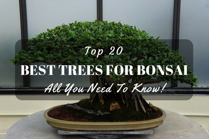 Top 20 Best Trees For Bonsai: All You Need To Know! sharycherry.com/best-bonsai-tr…