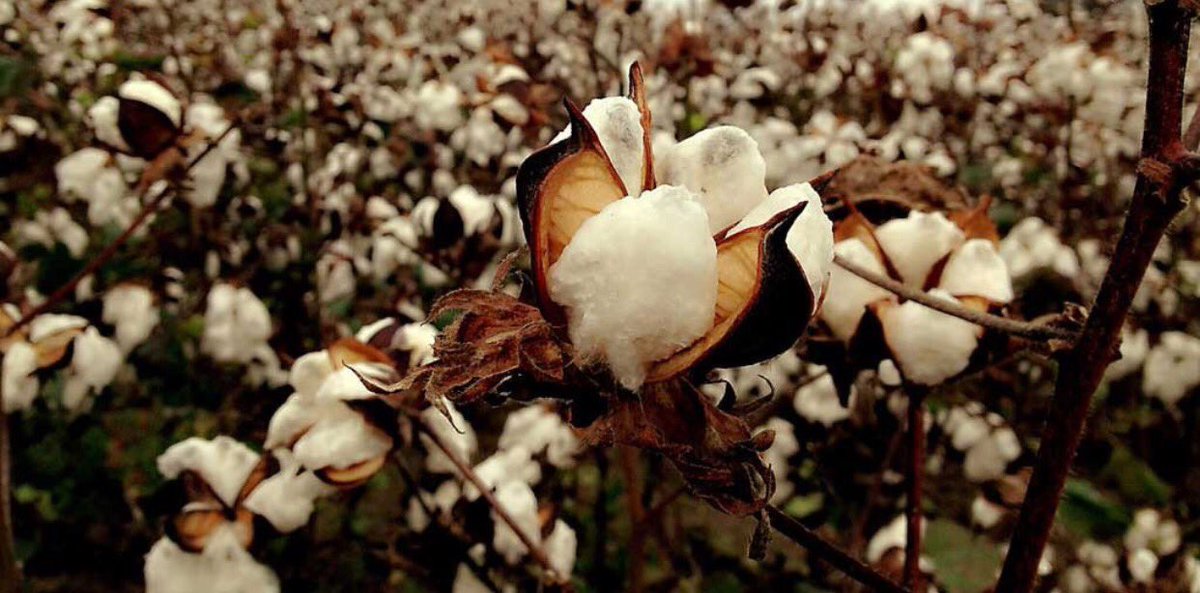 The Founder (@thefounderme) on Twitter photo Superlative Alternative: Organic Cotton. Report by <a href="/study34_/">STUDY 34</a> study34.co.uk/blogs/discover… #EthicalFashion #Sustainability Superlative Alternative: Organic Cotton. Report by <a href="/study34_/">STUDY 34</a> study34.co.uk/blogs/discover… #EthicalFashion #Sustainability