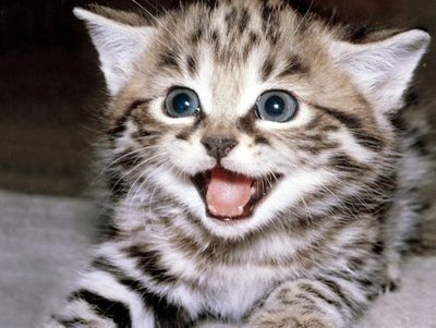 Gatito tweet media