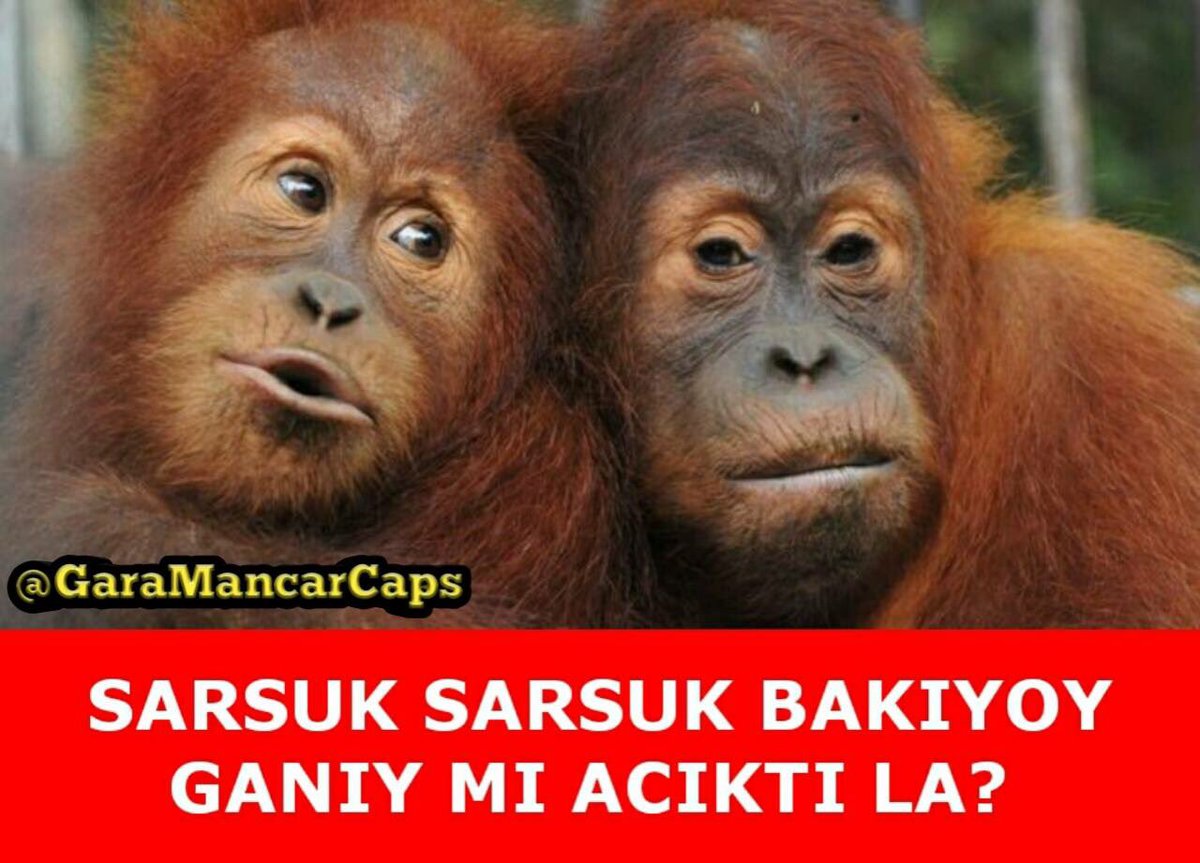 La sarsuk ganıy mı acıktı