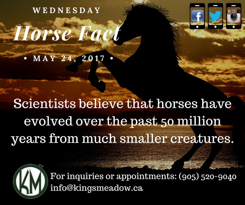 Fun Fact: #training #breeding #EquestrianCentre #Hunter #jumper #KingsMeadowEC #PuslinchOn #HamiltonOn #Horse