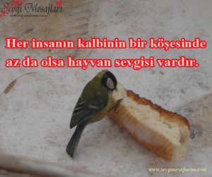 sevim arkan tweet media
