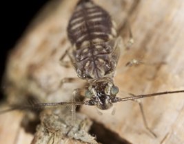 Pestokil1's tweet photo. For Booklice Control and Removal contact us today on 020 8857 4237 #pestcontrol #BookliceRemoval https://t.co/x7df0bhoqf