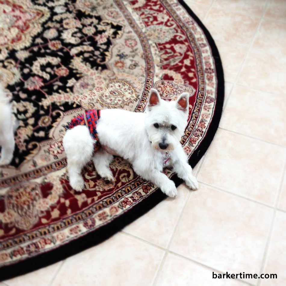 Meet Gracie a #Westie from Westminster, MD sporting our #dogdiapers #dogincontinence Visit barkertime.com/designer-dog-d…