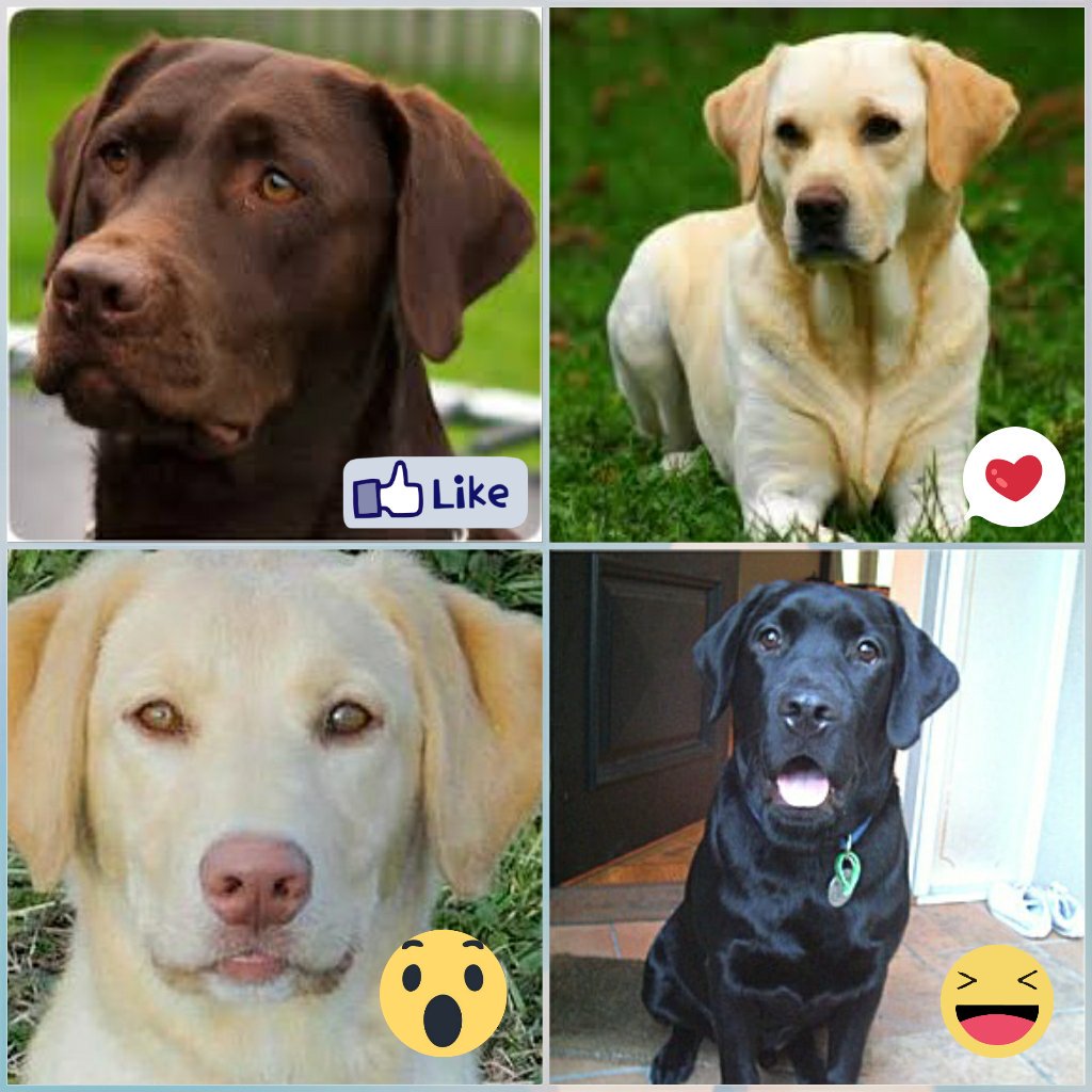 🎵"Estoy enamorada de 4 babys"😜🎶🎶🎤🎤😅😂❤❤❤🎤🎵🎶🎤🎵🎶

¿Cual es tu version favorita?

Chocolate
Rubio
Dudley
Negro