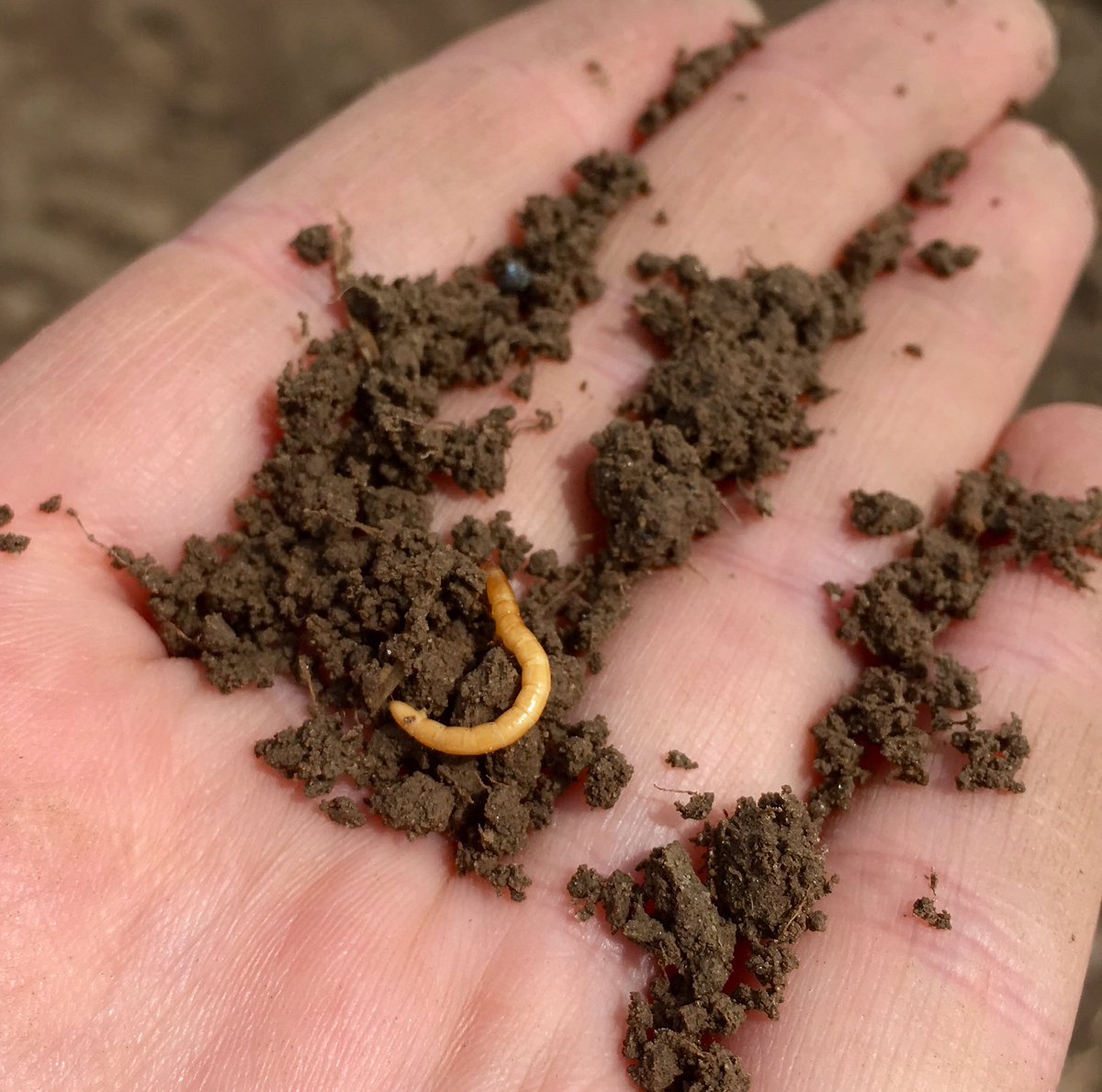 Holmesagro's tweet photo. It's not hard to find some wireworms out right now #Scout17 #GrainBugs #OntAg #fromthefield https://t.co/LP1GkbPun5