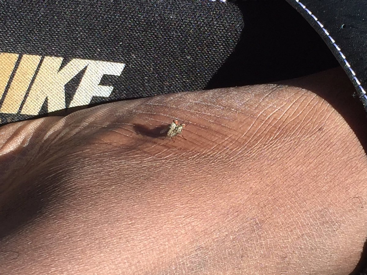 realestniggantx's tweet image. Smokin a blunt I see some disrespectful ass flies havin sex on my  foot