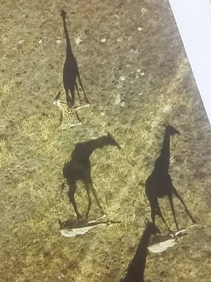 bbethanyxox's tweet photo. They're standing up but their shadows are lying down #FreakyScience https://t.co/b6tTXKaSRf