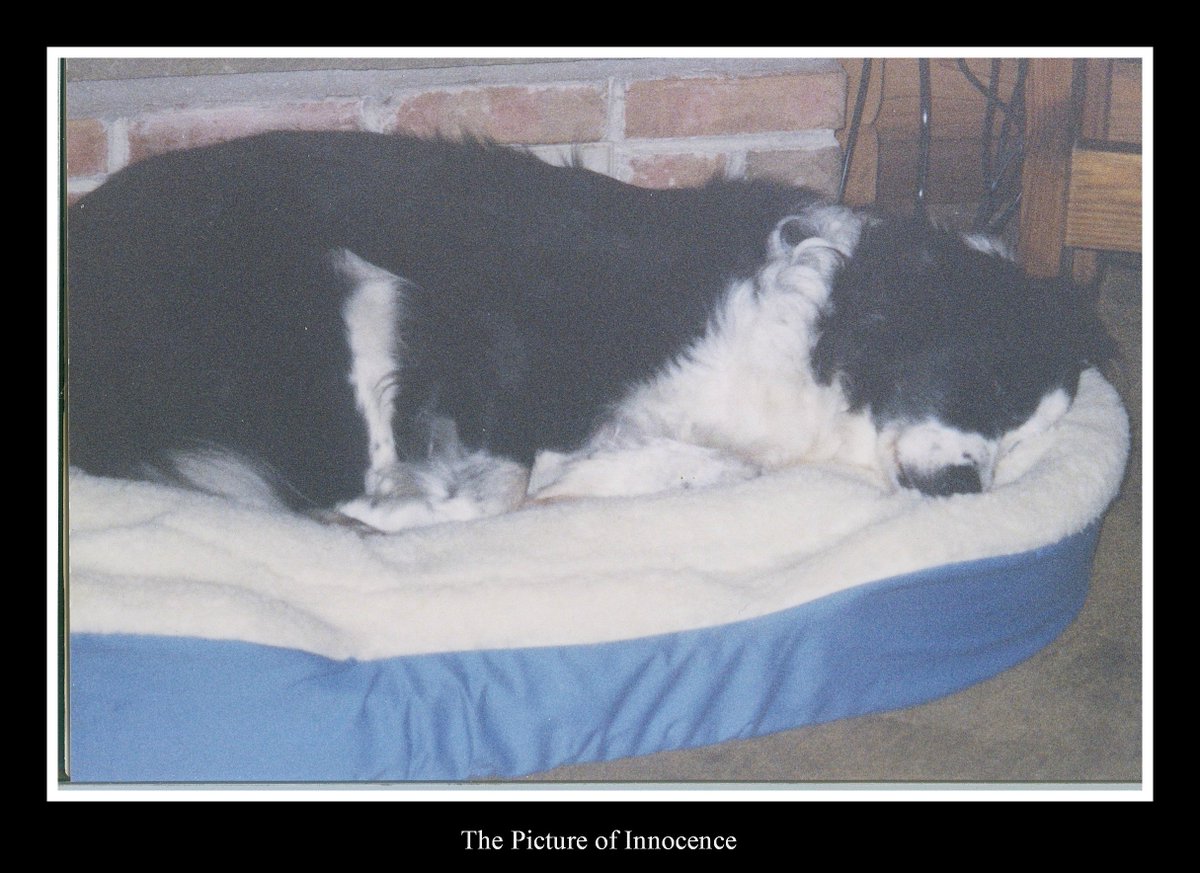 LanceUnbroken's tweet image. when a #dog does nothing he&apos;s not bored he&apos;s at peace #relaxingdogs #dogsoftwitter lanceaspiritunbroken.com/blog