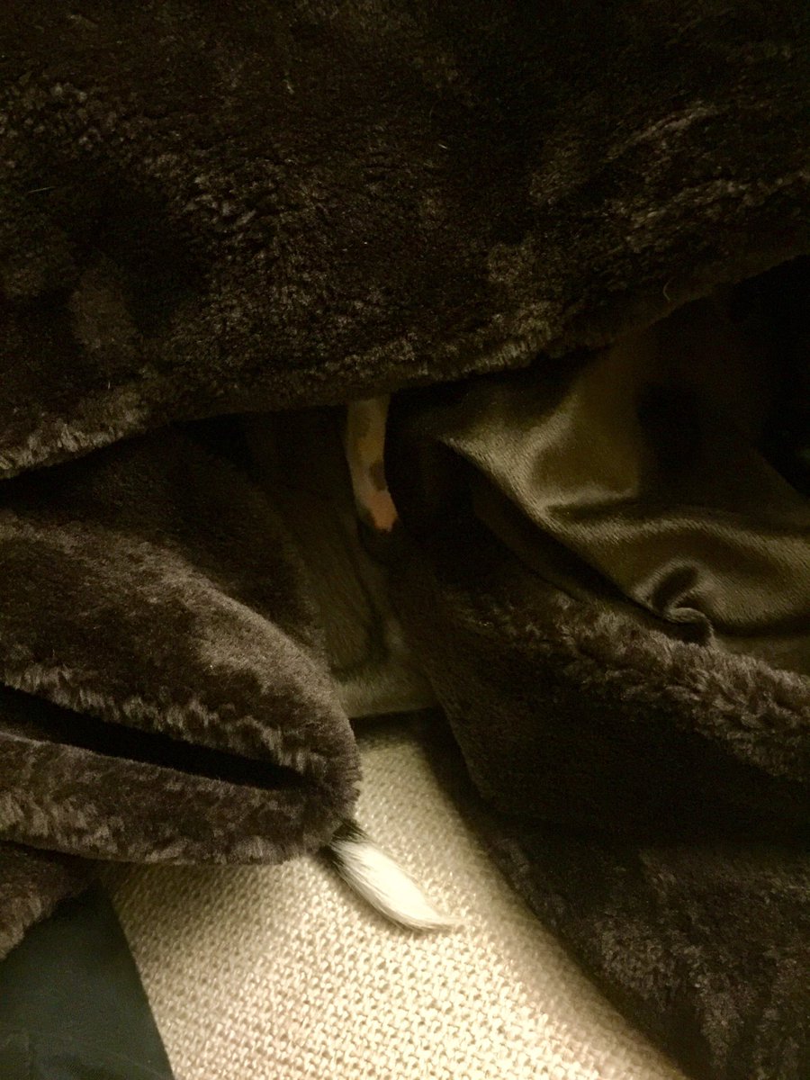 stoopdoggydog's tweet photo. It's a snuggly kind of night #whippet #whippetsunggle #roastytoasty https://t.co/vBNiNeObLx