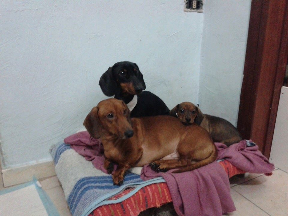 ildiariodiunaCr's tweet photo. Guinea, Biscotto e Coffee
#dachshunds #bassottotedesco https://t.co/JxYsi7pHPK