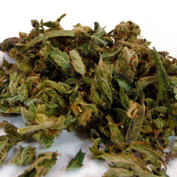 GoddessDelivers's tweet photo. SUPER SHAKE SALE at TGD! 
5/23-5/26
A great alternative for those on a budget or trying to make edibles/tinctures.
#PremiumShake #MMJ #sale https://t.co/pGwb6Vp67F