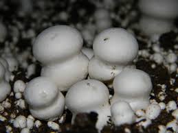 ecologistben's tweet photo. #CRISPR-ed #fungi escapes! @PaulStamets worried this could cause "reservoirs of hyper-viruses" https://t.co/dD1nFDronV #MESpandemic https://t.co/JToo2GWlva