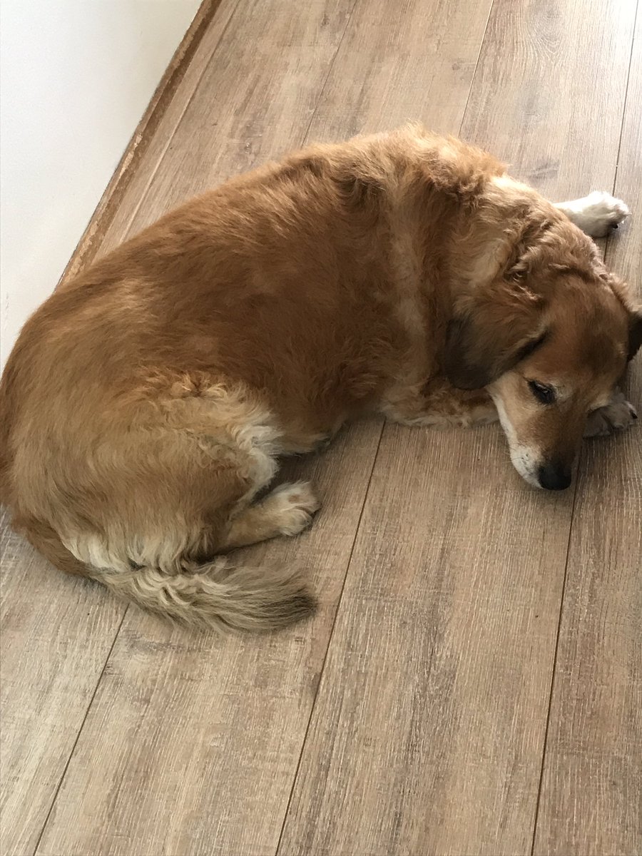 JannekevLeijen's tweet image. Mooie bijwerking van hond uitlaten via @WeHelpen: de intense gesprekken met haar terminaal zieke baasje #inspireert #verbind #hondjewacht