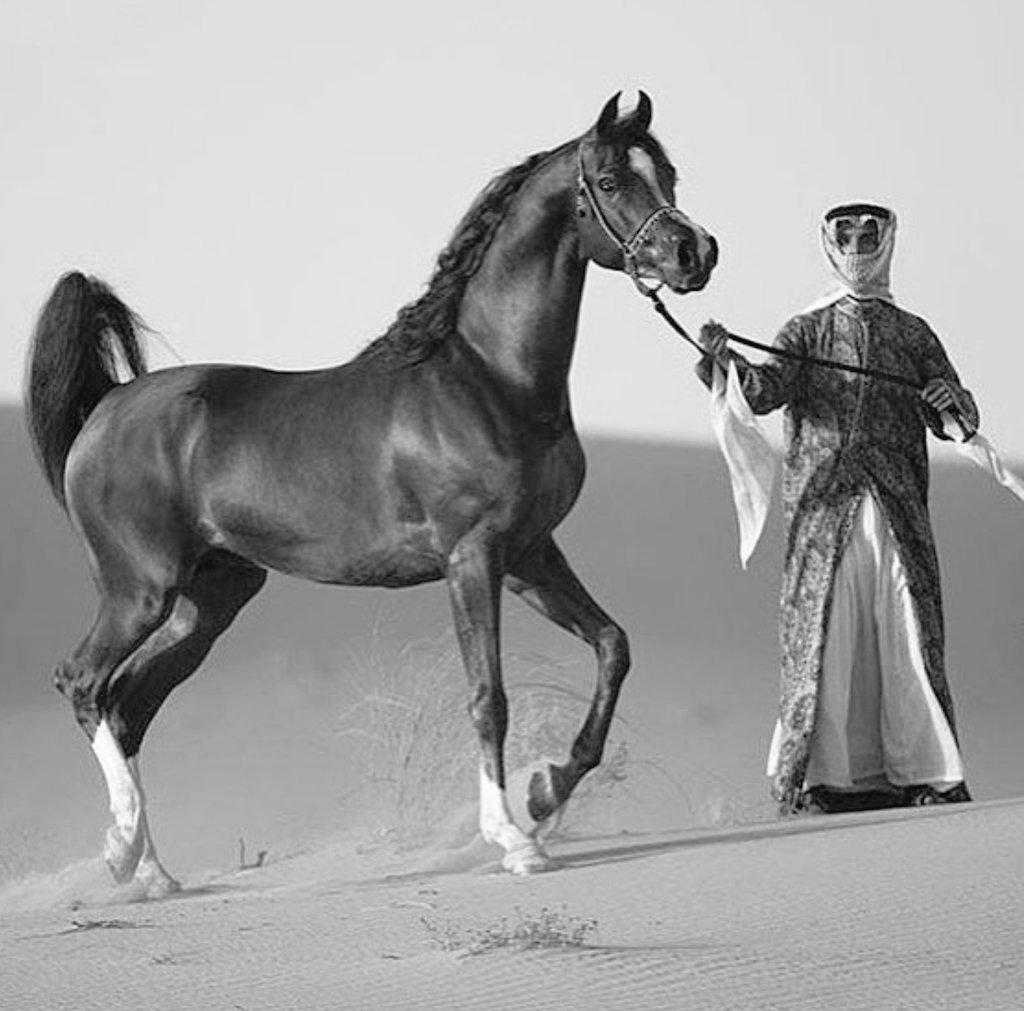 تشتهر خيل عتيبة بأنها نخبة الخيول العربية في الصحراء .

جوارماني 1864م

#موروث_عتيبه 

"منقول"