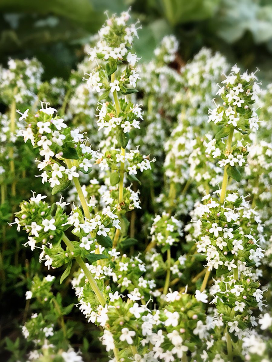 ট ইট র ファイブスターサンドイッチ Gto おはようございます パクチー セージに続いてタイムの花をご紹介します フランス料理 のブーケガルニが代表的な使い方 スープや肉の加工品の香りづけに使われます ハーブティーとしても古くから利用されていて薬効