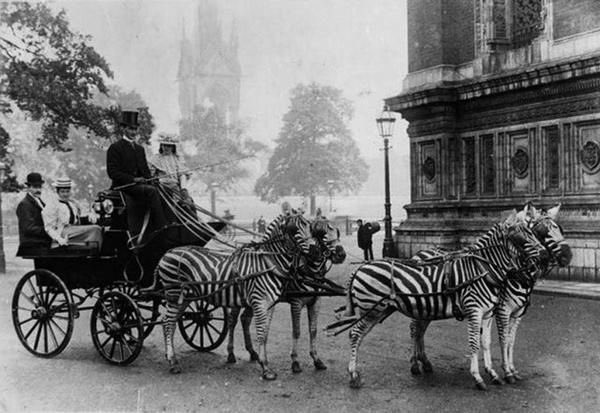 Mourners arrive for the funeral of the Lion King. The Pride Lands, 1899.