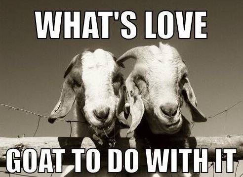 stoltzfusfeed's tweet photo. Who else loves goats as much as we do?! . . . #farm #farmlife #farming #agriculture #standleeforage https://t.co/ApIxP1zWU9 https://t.co/ATQ2TgF8A6