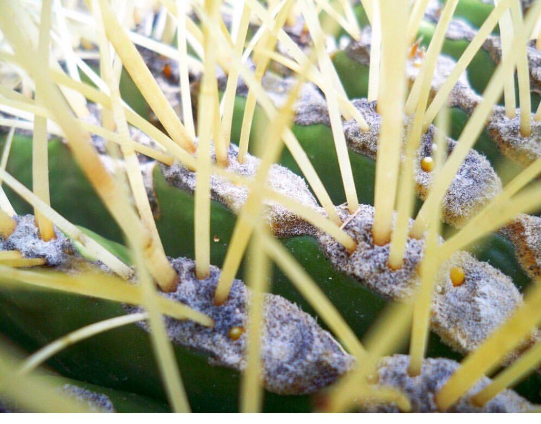 JorgeRescala's tweet photo. En México tenemos una gran variedad de cactáceas, algunas de ellas de uso ornamental como la biznaga y el bonete o birrete de obispo https://t.co/YzhwEeXPo9