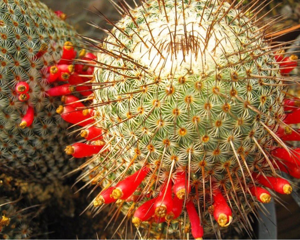 JorgeRescala's tweet photo. En México tenemos una gran variedad de cactáceas, algunas de ellas de uso ornamental como la biznaga y el bonete o birrete de obispo https://t.co/YzhwEeXPo9