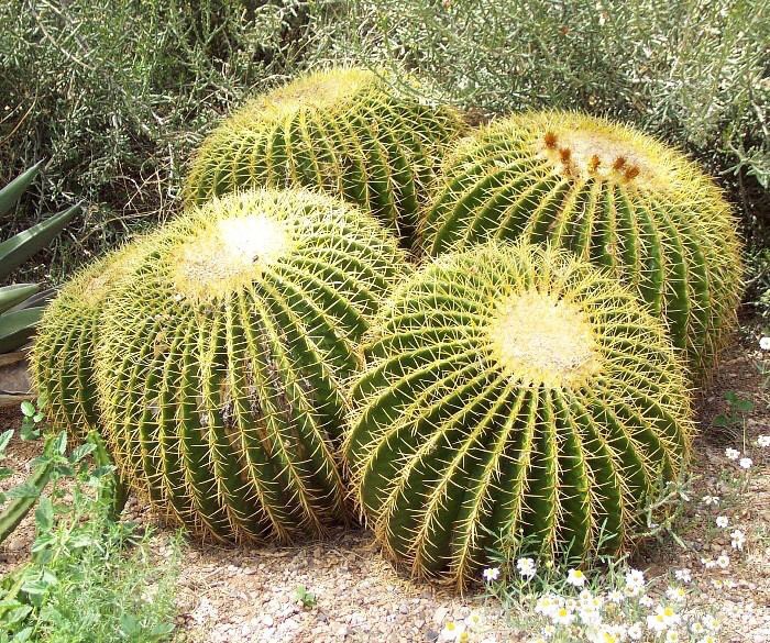 JorgeRescala's tweet photo. En México tenemos una gran variedad de cactáceas, algunas de ellas de uso ornamental como la biznaga y el bonete o birrete de obispo https://t.co/YzhwEeXPo9