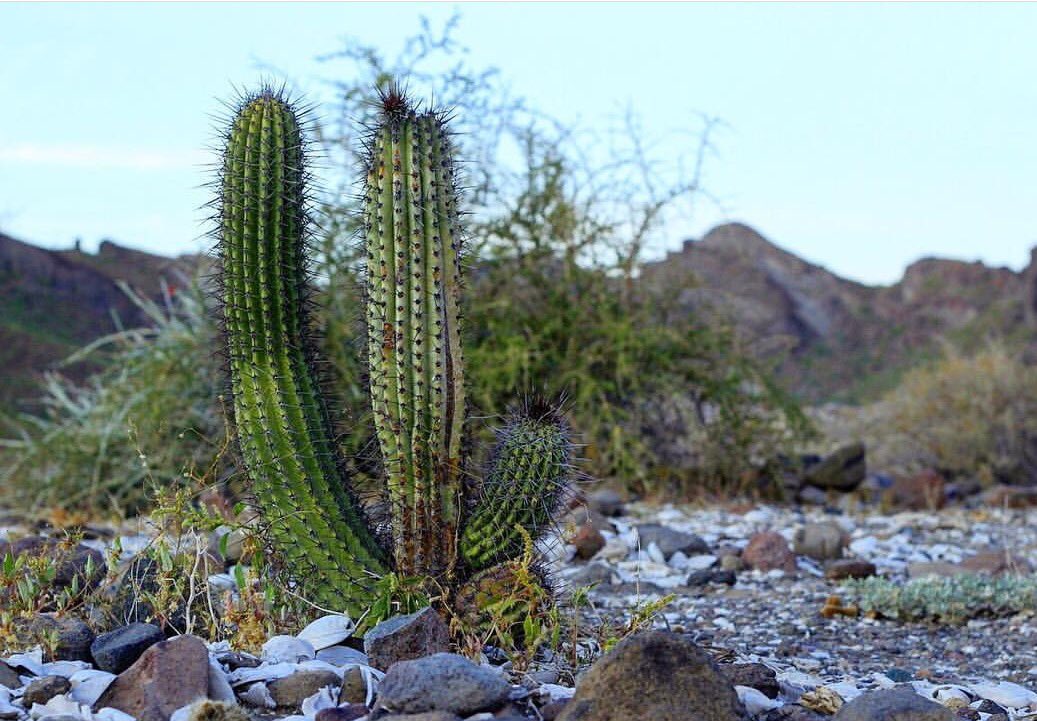 JorgeRescala's tweet photo. En México tenemos una gran variedad de cactáceas, algunas de ellas de uso ornamental como la biznaga y el bonete o birrete de obispo https://t.co/YzhwEeXPo9