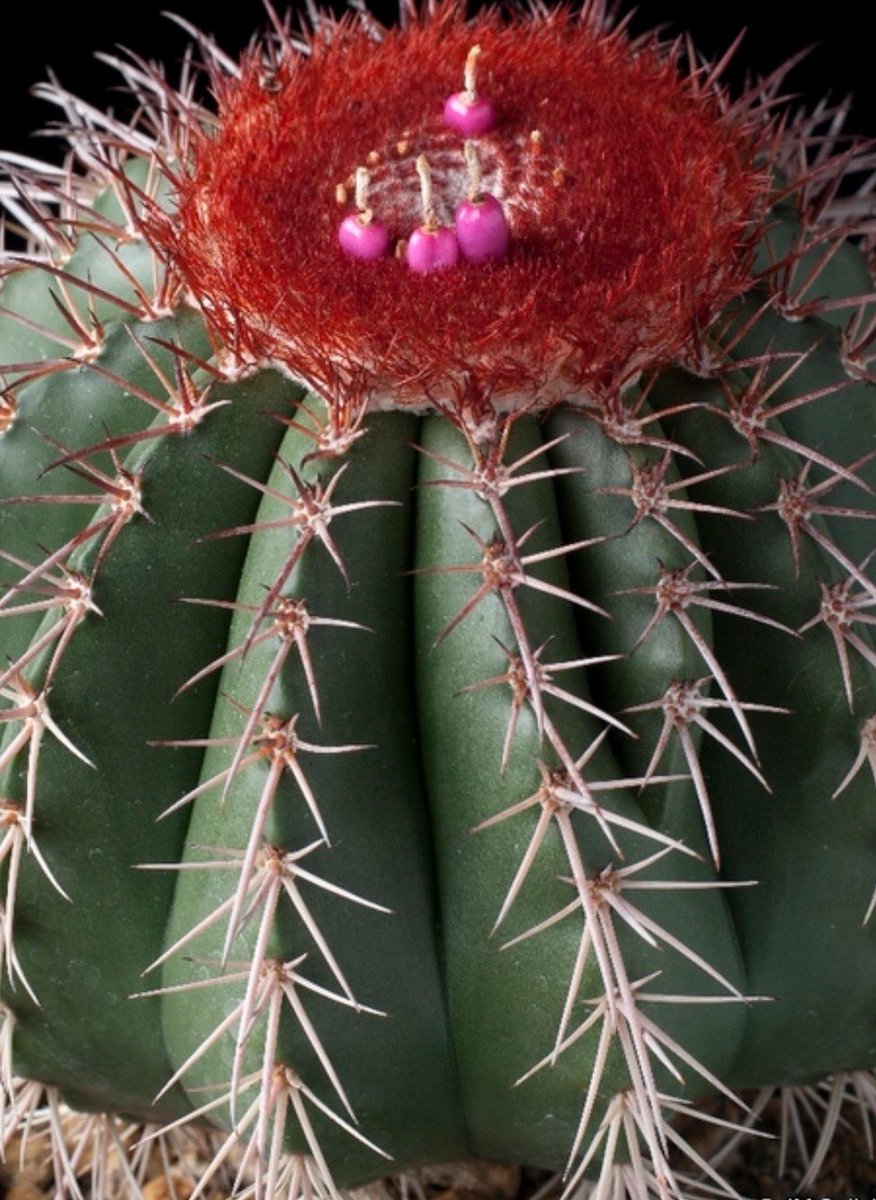 JorgeRescala's tweet photo. Para elaborar el acitrón, dulce seco que se usa en la rosca de Reyes, se emplean cactáceas de los géneros Melocactus y Mammillaria https://t.co/ZkF2TXh2JQ
