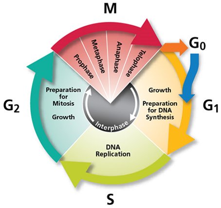 myPlanLung's tweet photo. MyPlan is made up of cell cycle progression (CCP) genes. CCP is a hallmark of cancer; CCP genes are up regulated during synthesis &amp; mitosis. https://t.co/k2iXC3lzbK
