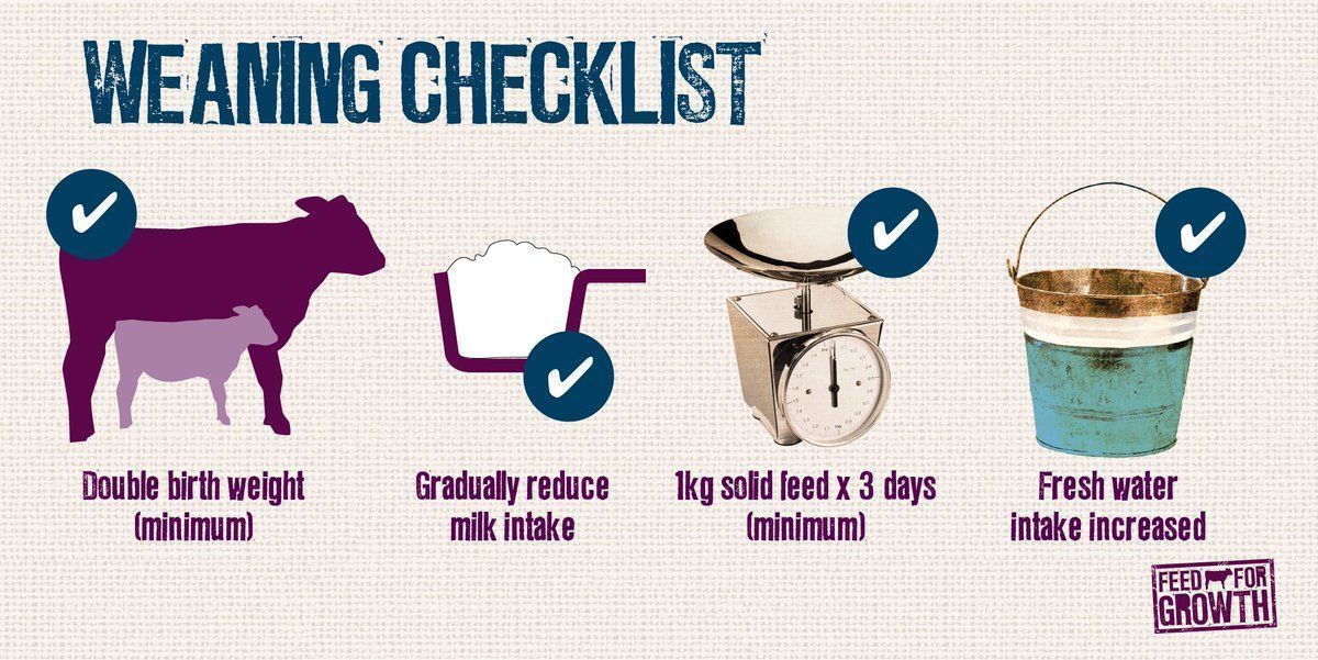 FeedForGrowth's tweet photo. #Calves must be a minimum of double their birth weight at weaning. #weaningchecklist 🐄 🍼🐄 https://t.co/8DhwV07nlW https://t.co/Q3TQokjBtv