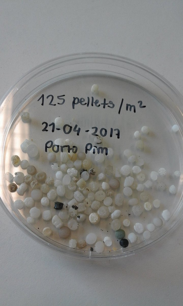 CathPieper's tweet photo. Last April's #nurdlehunt counted 125 #plasticpellets in one square meter!This month we will count again! #azoresmicroplastics #microplastics https://t.co/s4meldRbSm