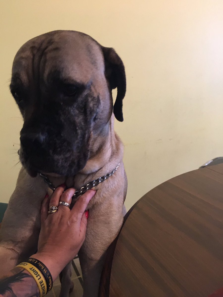 LisaRiniolo's tweet photo. My Rocco patiently waiting for me to get off the phone so we can play! https://t.co/WNKTH2bsmK