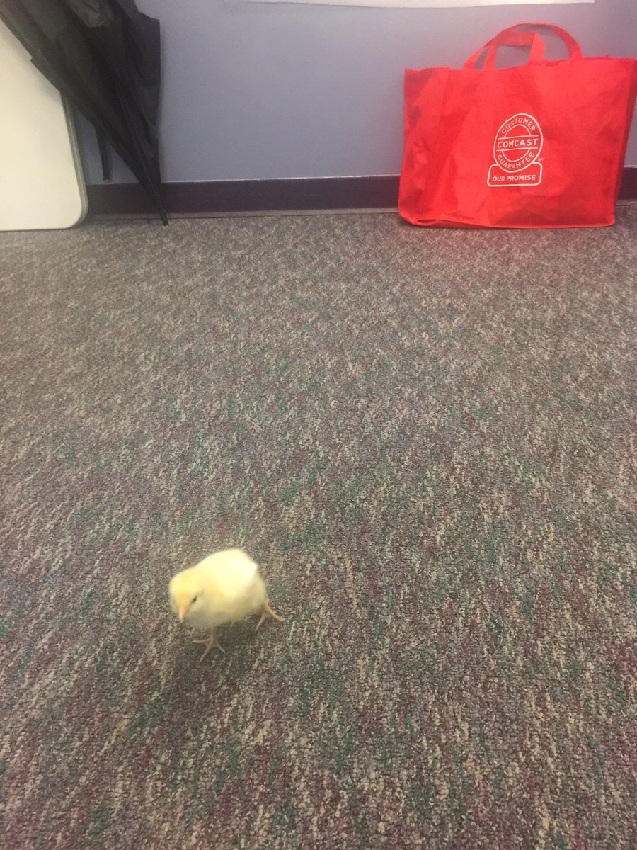 MilltownChicks's tweet photo. Rick is having lots of fun running around Mr. Lembo's office! He told us he wants to be the principal of Milltown School! https://t.co/Nq64FAd0t0