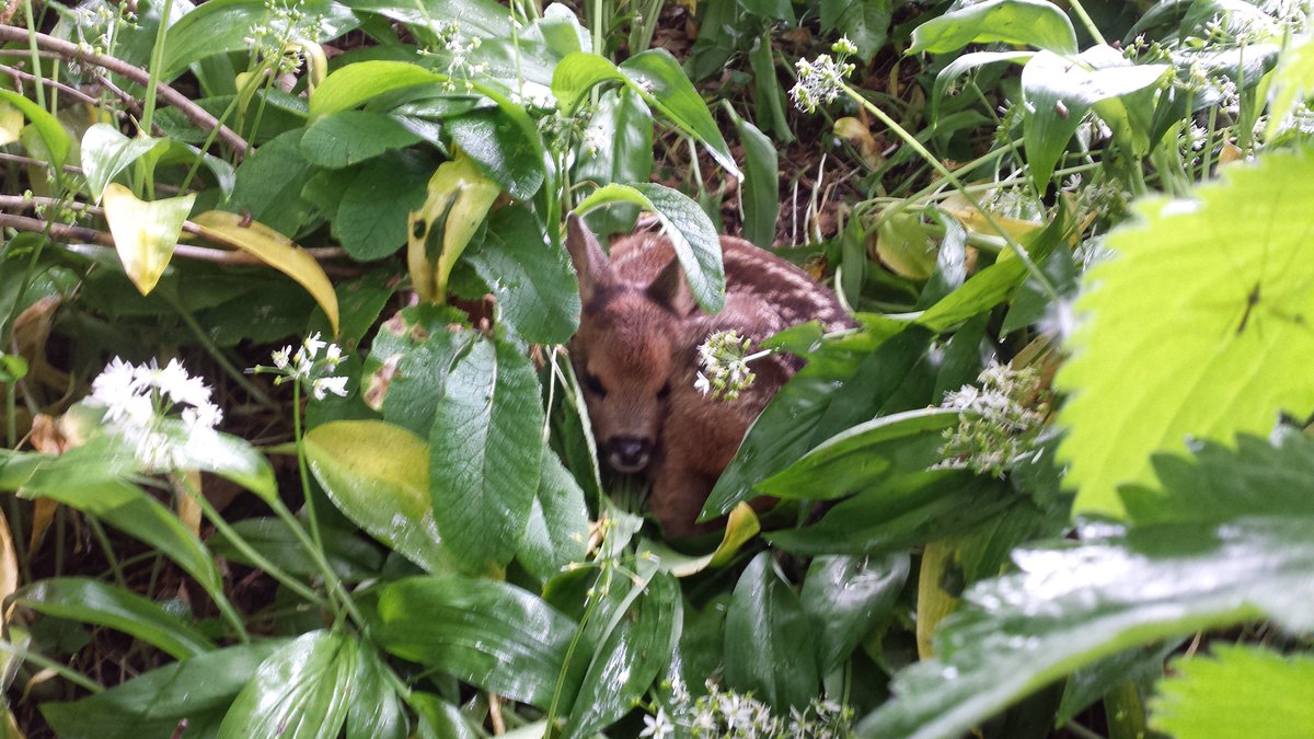 LyonsHillFarm's tweet photo. Found something beautiful whilst picking wild garlic for @TheOrangeSW1 this morning @LyonsHillfarm https://t.co/KdEgSnvP47