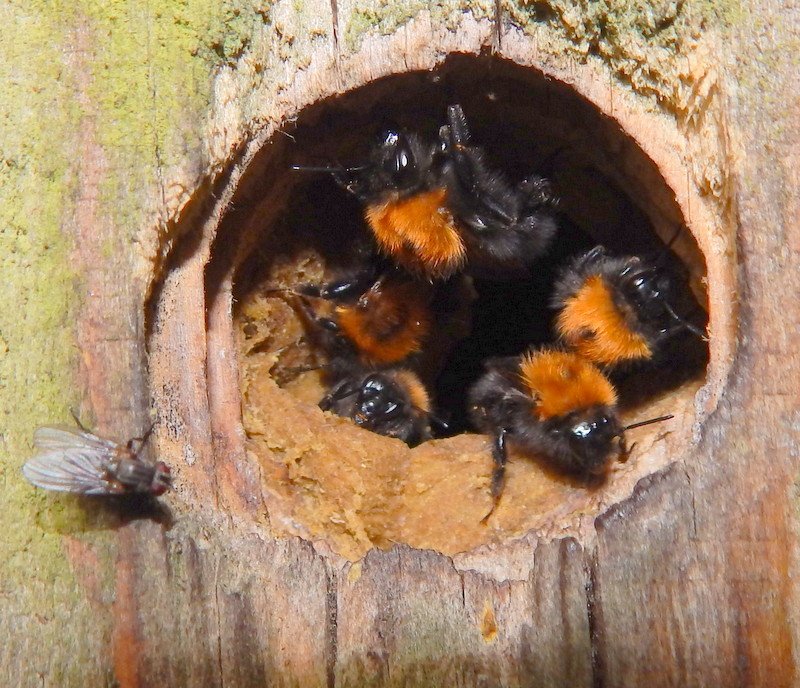 bumble bee nest bumble bee nest