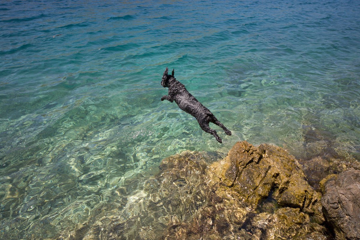 CNTravelerSpain's tweet photo. #Croacia #conperro: ¿estamos ante uno de los países más #dogfriendly? https://t.co/xkSvRwlmxO https://t.co/AcoRepWnGd