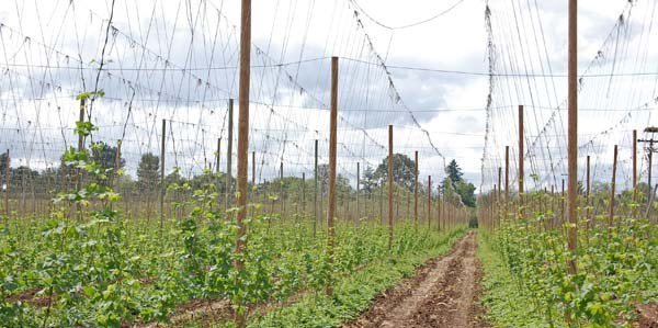 CraftBrewingBusiness (@craftbrewingbiz) on Twitter photo Learn to string and train hops with <a href="/RogueFarms/">Rogue Farms</a> Cher Gillson <a href="/RogueAles/">Rogue Ales & Spirits</a> craftbrewingbusiness.com/news/learn-str… Learn to string and train hops with <a href="/RogueFarms/">Rogue Farms</a> Cher Gillson <a href="/RogueAles/">Rogue Ales & Spirits</a> craftbrewingbusiness.com/news/learn-str…