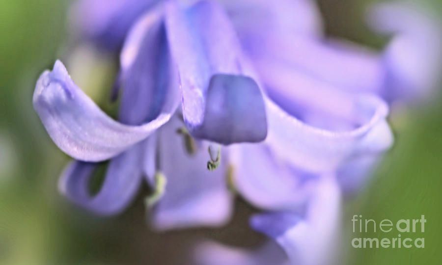 Victork1001's tweet photo. Blue Bells by Victor K https://t.co/xk0vrMLFmX #nature #fineart #HomeDecor #wallart #art #cards #home #style #Blue_Bell #flower https://t.co/xyYPhaCjTO