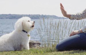 EarSolv's tweet image. Teaching the "Stay" command. Duration, Distance, Distractions. - dogtrainingdiaries.co.uk/teaching-the-s… your dog to "Stay" on co...