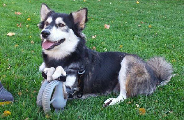 The_IdeaForge's tweet photo. 7 ways 3D printing can save an animal’s life ( #4 will make your heart melt ❤️)
https://t.co/0HccZMRq5e https://t.co/aVfMnmPGP5