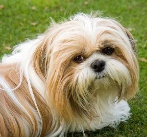 Dogs_AreAwesome's tweet photo. Top 3 Health Concerns For Your Shih Tzu 
https://t.co/VxEuix8HuE 
#dog #pet https://t.co/p1o4MxiuQj