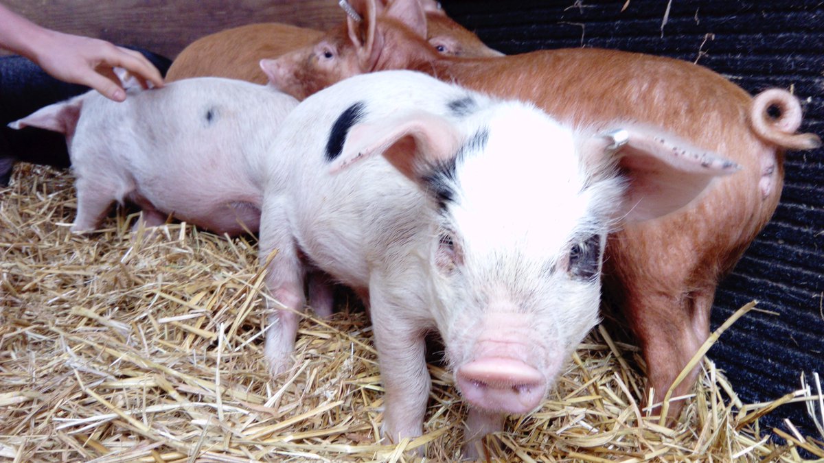 JACamels's tweet photo. The PERCY PIG POPULAR POLL election update - coalition Labour, Lib Dem, SNP .  You heard it hear FIRST !  More to come . . . https://t.co/0rCBZqLDDi