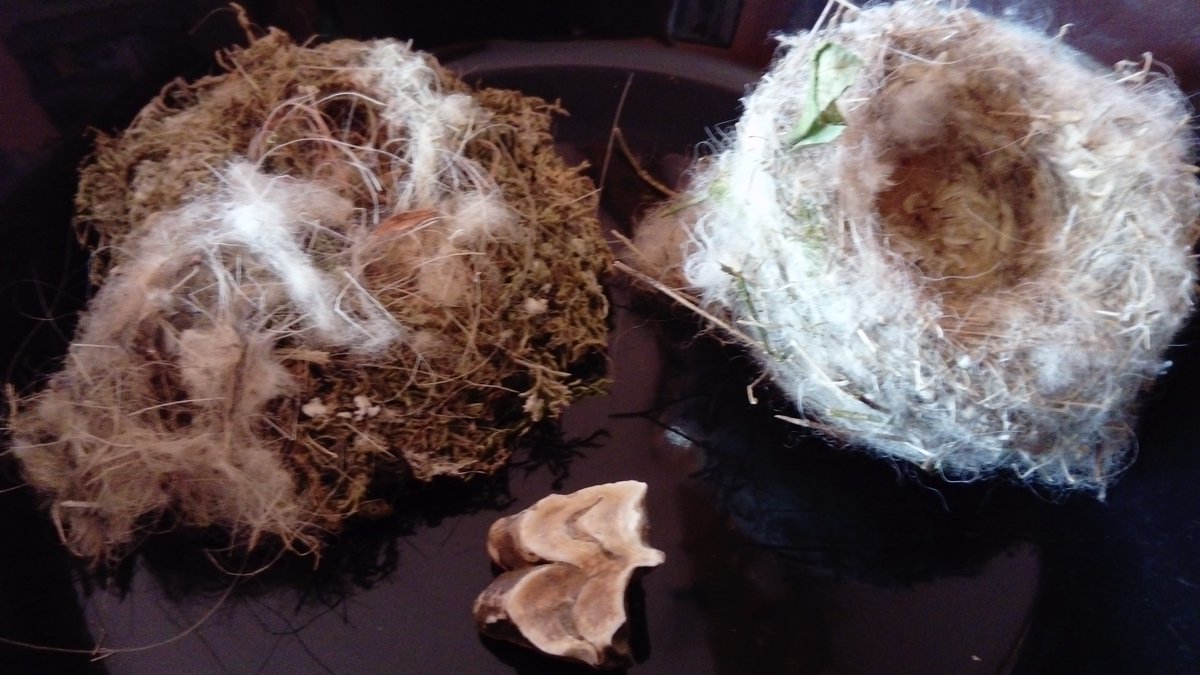 JACamels's tweet photo. Some nests have quality and nothing beats camel wooll !   Kazak dropped this baby tooth a while ago, much to our surprise in the yard. https://t.co/QslNfbWp3E