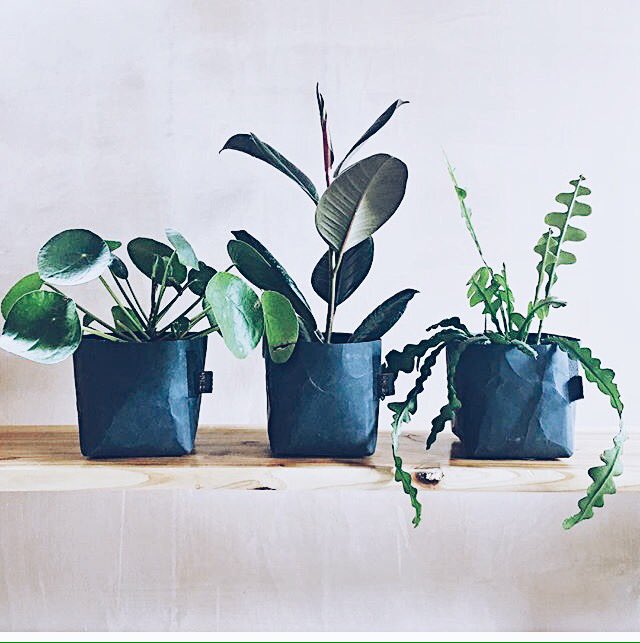 Our recycled paper pots, gorgeously styled by <a href="/CIARAXCLARK/">CIARACLARK</a> 💚🌱
