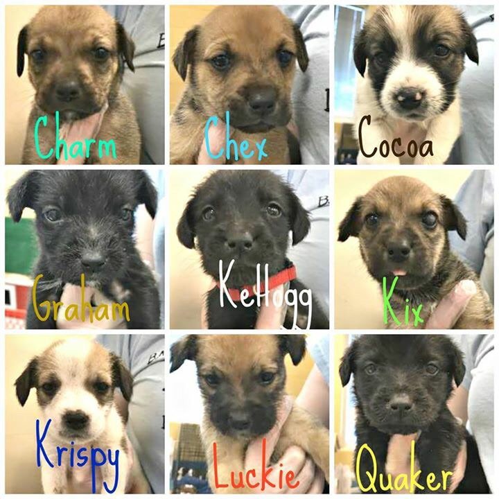 PawmettoLife's tweet photo. Just in and ready for adoption! These wheaten terrier mix puppies can be adopted sight unseen! #adoptdontshop #homelesspetsneedyou https://t.co/G0EO3I2Mgg