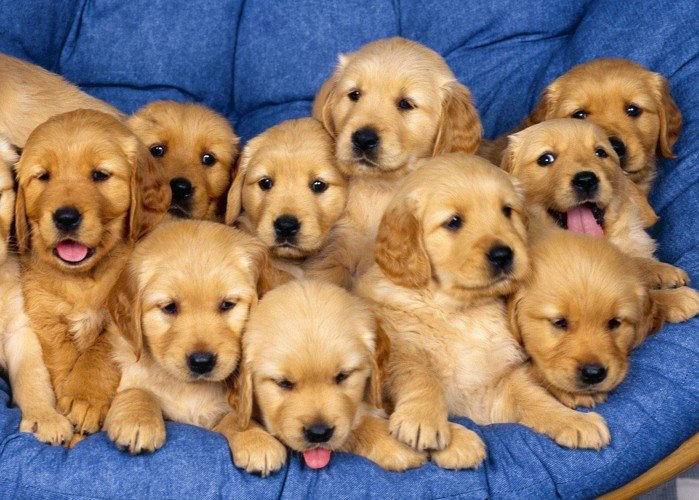 Areal_Promoter's tweet photo. I need puppies in my life. https://t.co/GrZTYNnomh