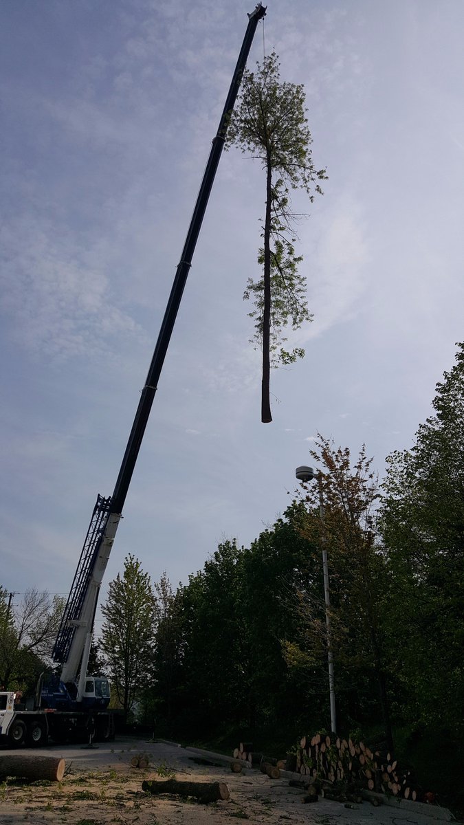 Robthetreeguy's tweet image. They look smaller in the air. Safe way to remove dead ash trees.