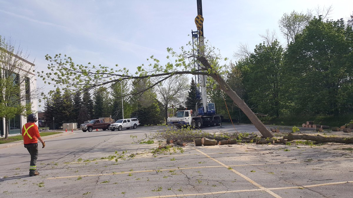 Robthetreeguy's tweet image. They look smaller in the air. Safe way to remove dead ash trees.