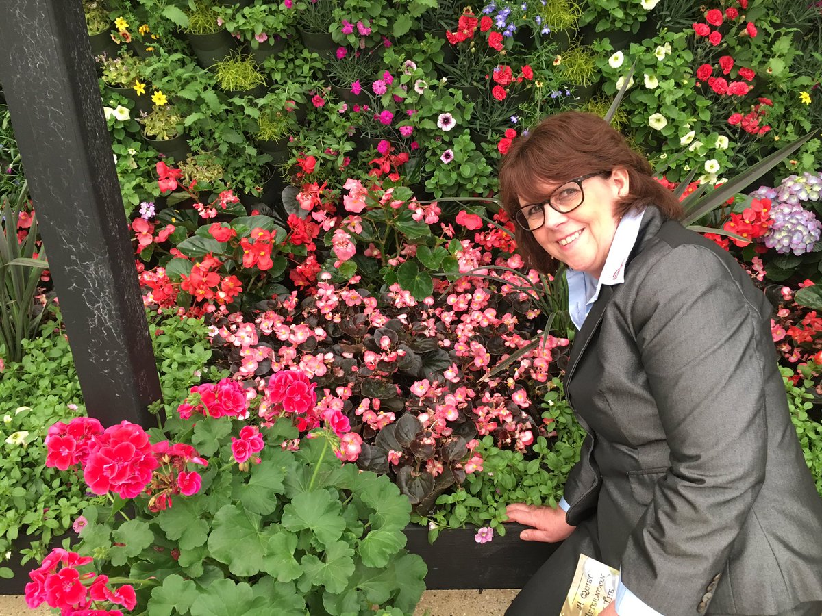 Fleuroselect's tweet photo. Begonia #Fleuroselect winners at #RHSChelsea. Miss Malibu @DummenOrangeEU & Senator iQ Rose Bicolour Sakata thanks @HTAnews & Peter Seabrook https://t.co/wDKGlXXZaU