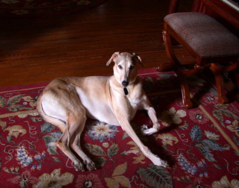 PugsBoxingClub's tweet image. #HappyBirthday to my #BFF, #companion &amp;amp; partner-in-crime, Stosh who is 11 yrs old today! #love #dog #dogs